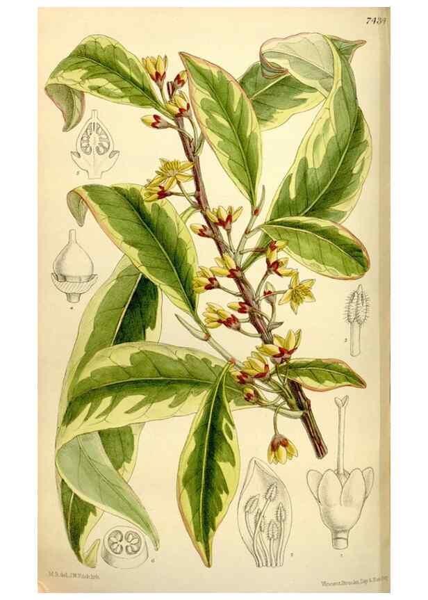 Reproducción/Reproduction 34628765923: Curtis's botanical magazine.. London ; New York [etc.] :Academic Press [etc.]