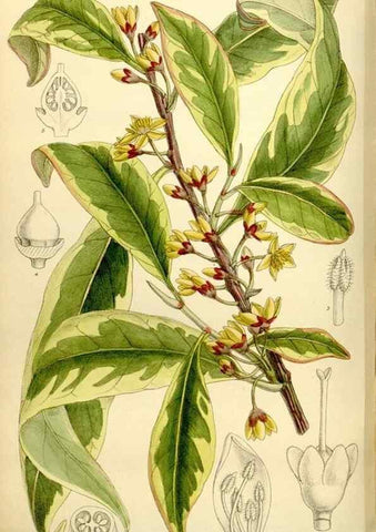 Reproducción/Reproduction 34628765923: Curtis's botanical magazine.. London ; New York [etc.] :Academic Press [etc.]