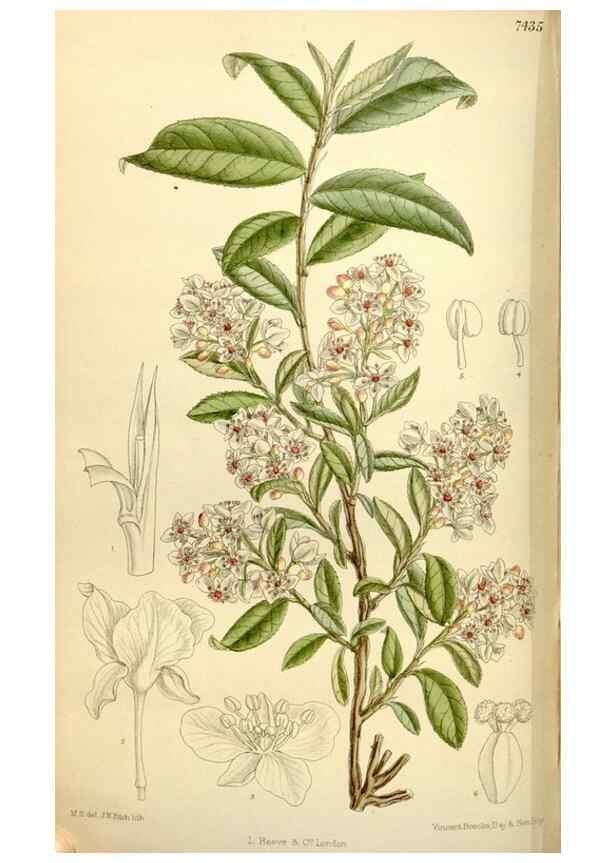 Reproducción/Reproduction 34628767963: Curtis's botanical magazine.. London ; New York [etc.] :Academic Press [etc.]