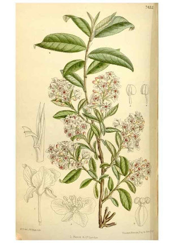 Reproducción/Reproduction 34628767963: Curtis's botanical magazine.. London ; New York [etc.] :Academic Press [etc.]