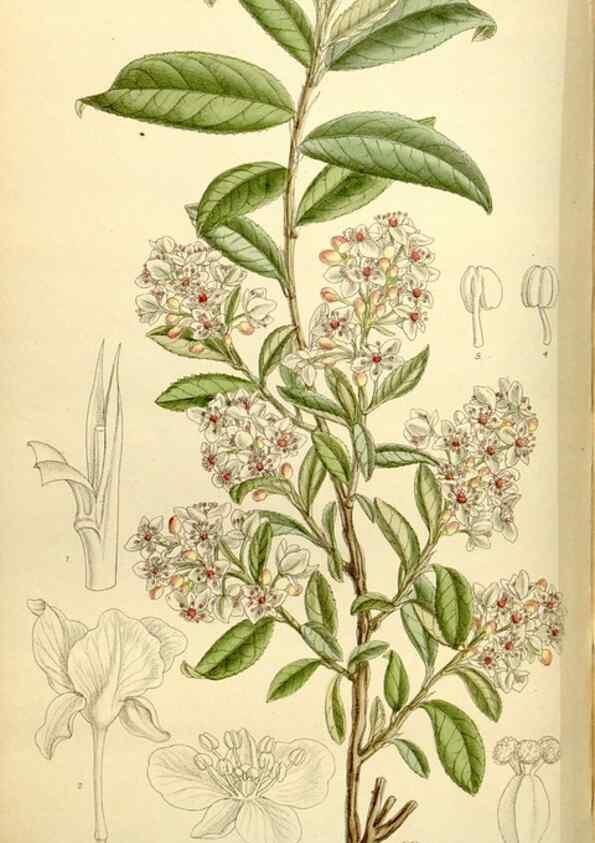 Reproducción/Reproduction 34628767963: Curtis's botanical magazine.. London ; New York [etc.] :Academic Press [etc.]