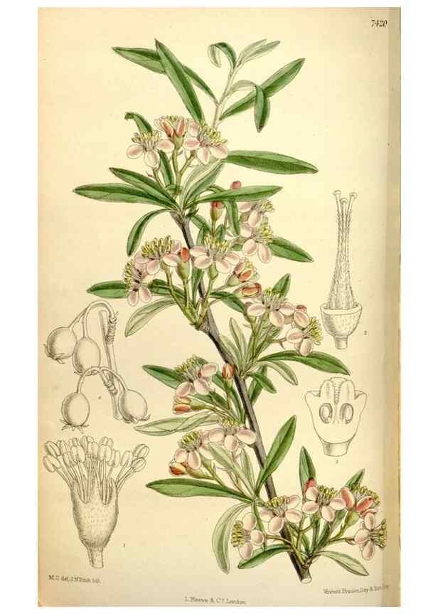Reproducción/Reproduction 34628739563: Curtis's botanical magazine.. London ; New York [etc.] :Academic Press [etc.]