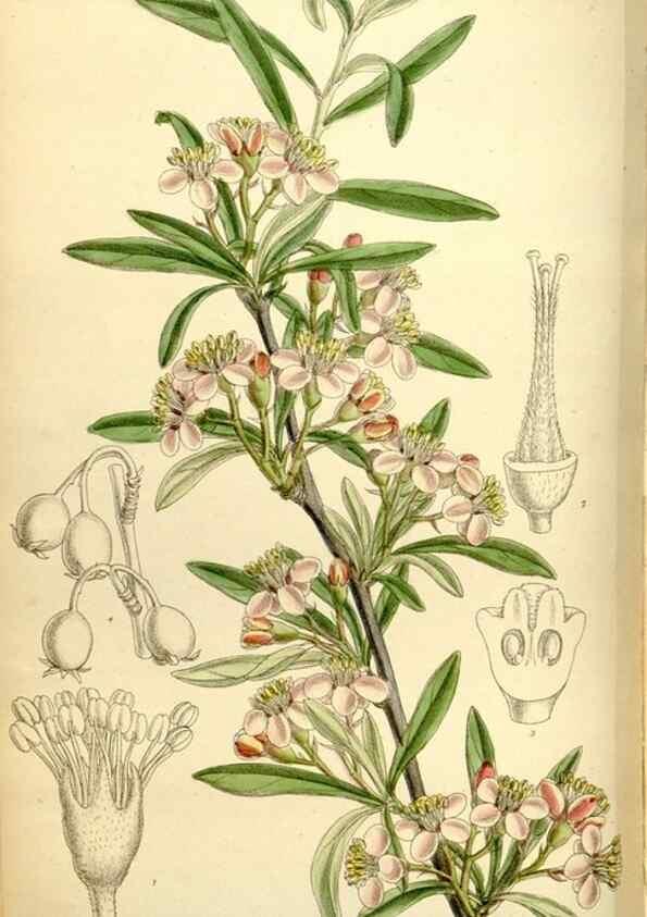 Reproducción/Reproduction 34628739563: Curtis's botanical magazine.. London ; New York [etc.] :Academic Press [etc.]