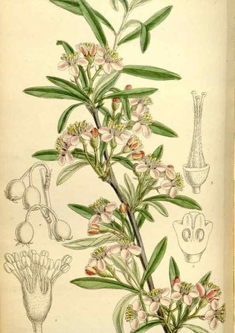 Reproducción/Reproduction 34628739563: Curtis's botanical magazine.. London ; New York [etc.] :Academic Press [etc.]