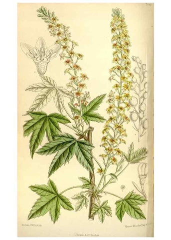 Reproducción/Reproduction 35398856036: Curtis's botanical magazine.. London ; New York [etc.] :Academic Press [etc.]