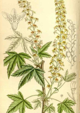 Reproducción/Reproduction 35398856036: Curtis's botanical magazine.. London ; New York [etc.] :Academic Press [etc.]