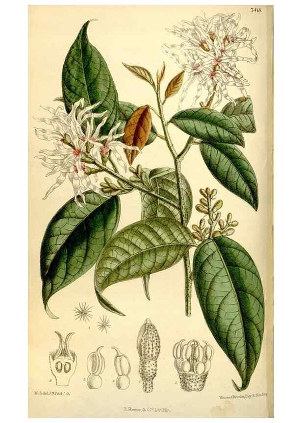 Reproducción/Reproduction 35398854546: Curtis's botanical magazine.. London ; New York [etc.] :Academic Press [etc.]