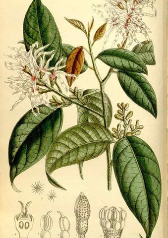 Reproducción/Reproduction 35398854546: Curtis's botanical magazine.. London ; New York [etc.] :Academic Press [etc.]
