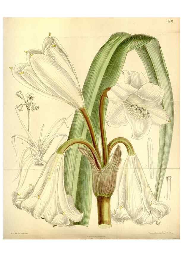 Reproducción/Reproduction 34596791424: Curtis's botanical magazine.. London ; New York [etc.] :Academic Press [etc.]