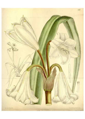 Reproducción/Reproduction 34596791424: Curtis's botanical magazine.. London ; New York [etc.] :Academic Press [etc.]