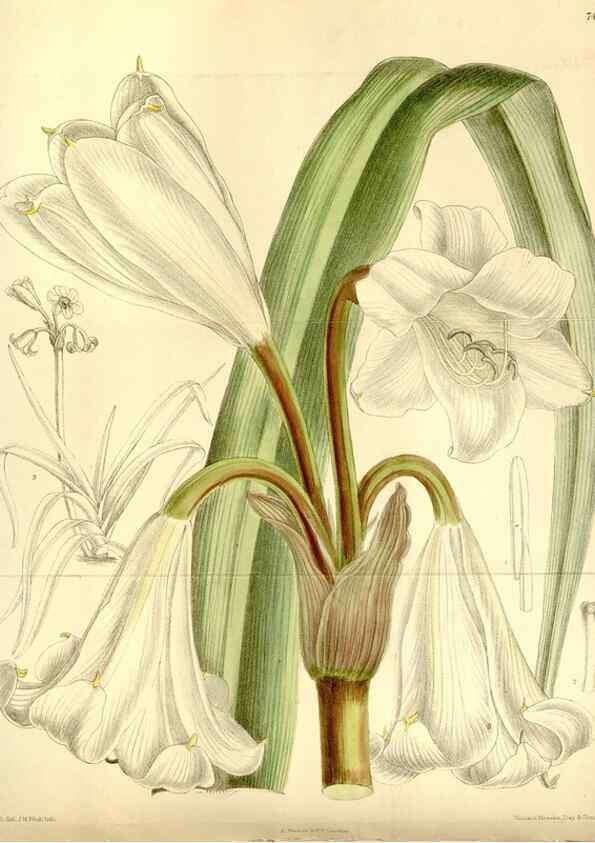 Reproducción/Reproduction 34596791424: Curtis's botanical magazine.. London ; New York [etc.] :Academic Press [etc.]