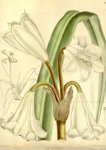 Reproducción/Reproduction 34596791424: Curtis's botanical magazine.. London ; New York [etc.] :Academic Press [etc.]