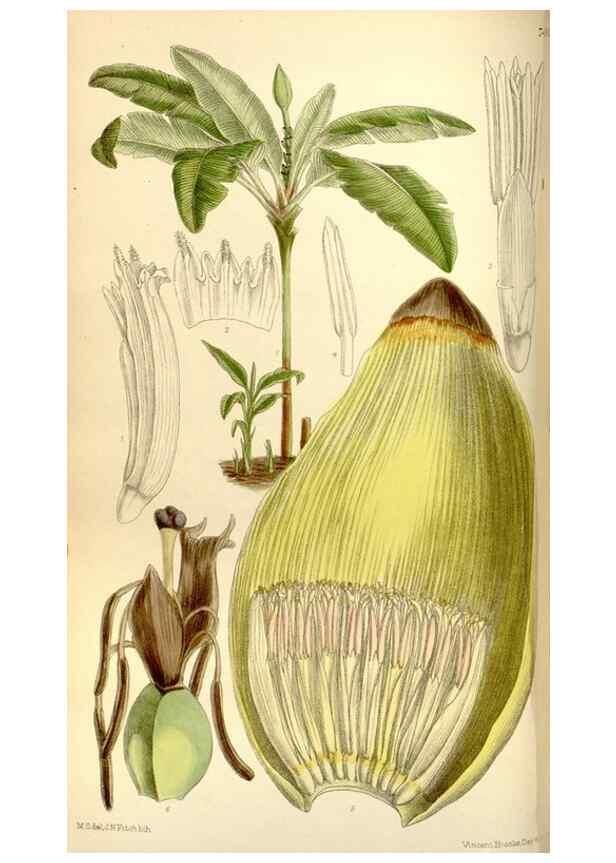 Reproducción/Reproduction 35051446350: Curtis's botanical magazine.. London ; New York [etc.] :Academic Press [etc.]