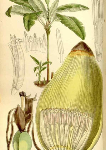 Reproducción/Reproduction 35051446350: Curtis's botanical magazine.. London ; New York [etc.] :Academic Press [etc.]