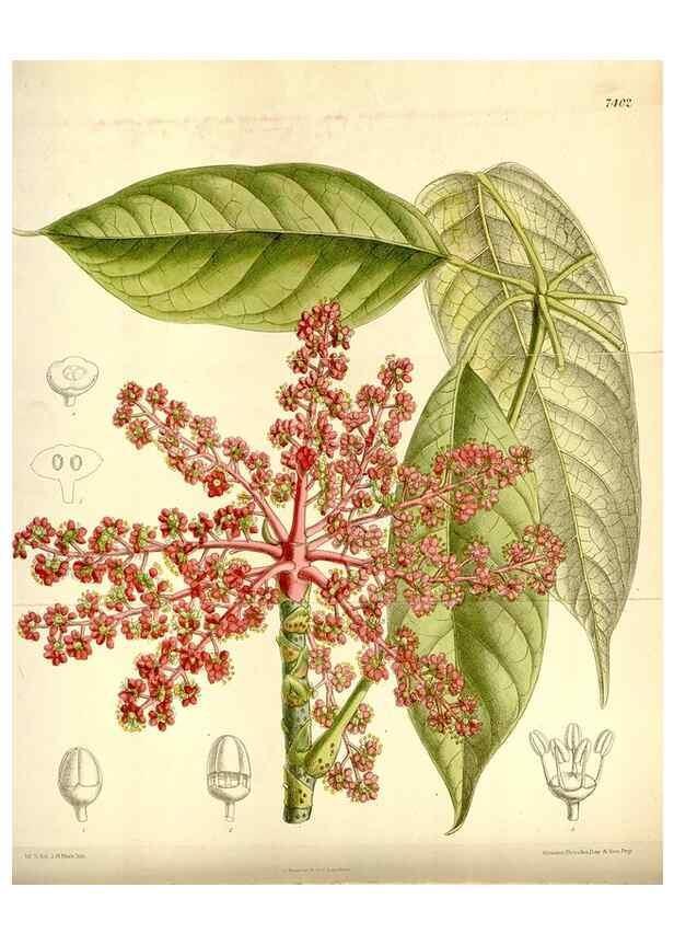 Reproducción/Reproduction 35051448420: Curtis's botanical magazine.. London ; New York [etc.] :Academic Press [etc.]
