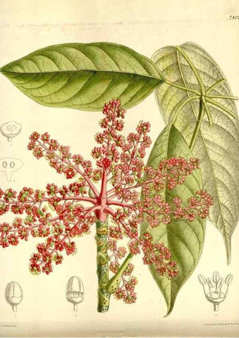 Reproducción/Reproduction 35051448420: Curtis's botanical magazine.. London ; New York [etc.] :Academic Press [etc.]