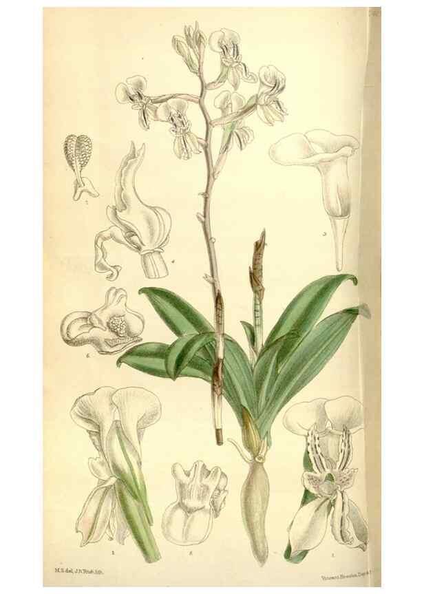 Reproducción/Reproduction 35051451070: Curtis's botanical magazine.. London ; New York [etc.] :Academic Press [etc.]