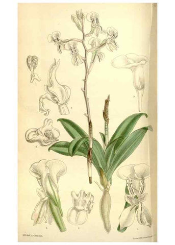Reproducción/Reproduction 35051451070: Curtis's botanical magazine.. London ; New York [etc.] :Academic Press [etc.]
