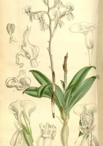 Reproducción/Reproduction 35051451070: Curtis's botanical magazine.. London ; New York [etc.] :Academic Press [etc.]