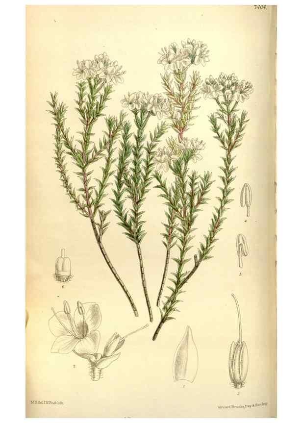 Reproducción/Reproduction 35051454060: Curtis's botanical magazine.. London ; New York [etc.] :Academic Press [etc.]
