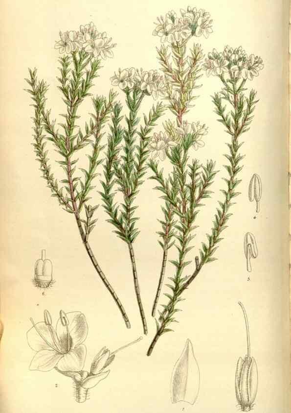 Reproducción/Reproduction 35051454060: Curtis's botanical magazine.. London ; New York [etc.] :Academic Press [etc.]