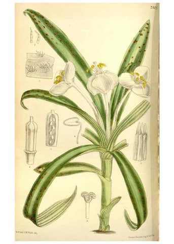 Reproducción/Reproduction 35051457340: Curtis's botanical magazine.. London ; New York [etc.] :Academic Press [etc.]