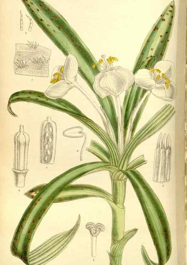 Reproducción/Reproduction 35051457340: Curtis's botanical magazine.. London ; New York [etc.] :Academic Press [etc.]