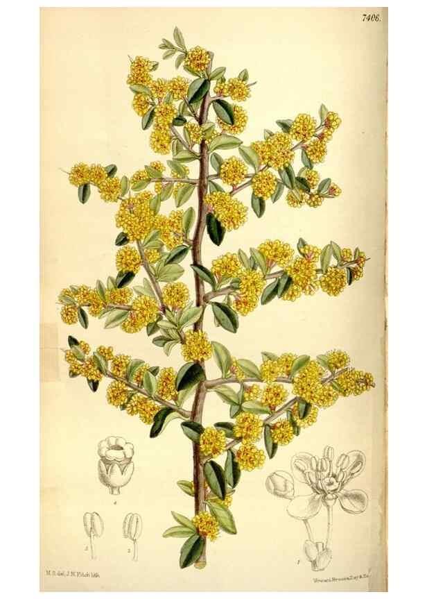 Reproducción/Reproduction 35051460800: Curtis's botanical magazine.. London ; New York [etc.] :Academic Press [etc.]