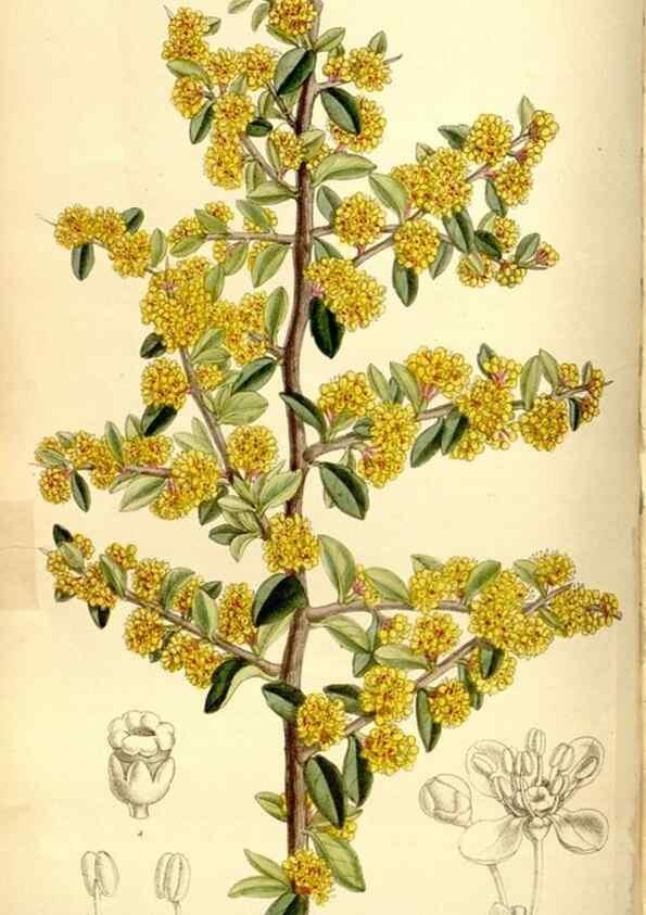 Reproducción/Reproduction 35051460800: Curtis's botanical magazine.. London ; New York [etc.] :Academic Press [etc.]