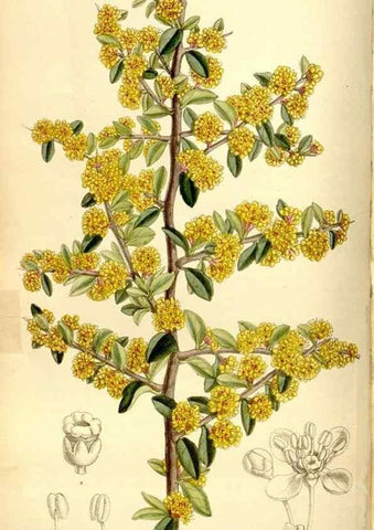Reproducción/Reproduction 35051460800: Curtis's botanical magazine.. London ; New York [etc.] :Academic Press [etc.]