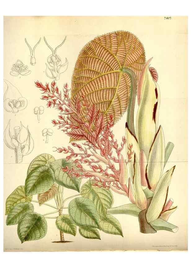 Reproducción/Reproduction 35051463340: Curtis's botanical magazine.. London ; New York [etc.] :Academic Press [etc.]