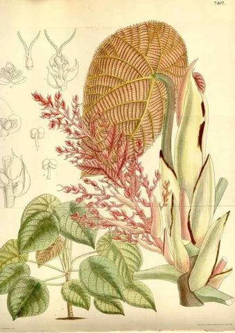 Reproducción/Reproduction 35051463340: Curtis's botanical magazine.. London ; New York [etc.] :Academic Press [etc.]