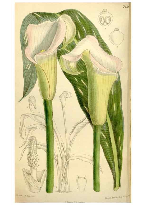 Reproducción/Reproduction 34628770153: Curtis's botanical magazine.. London ; New York [etc.] :Academic Press [etc.]