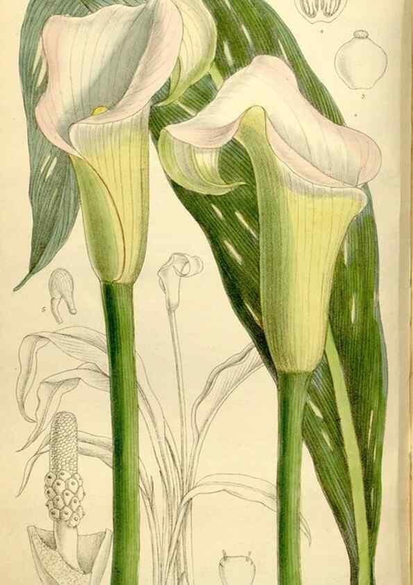 Reproducción/Reproduction 34628770153: Curtis's botanical magazine.. London ; New York [etc.] :Academic Press [etc.]