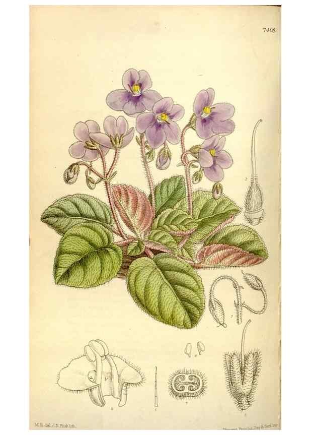 Reproducción/Reproduction 35051466800: Curtis's botanical magazine.. London ; New York [etc.] :Academic Press [etc.]