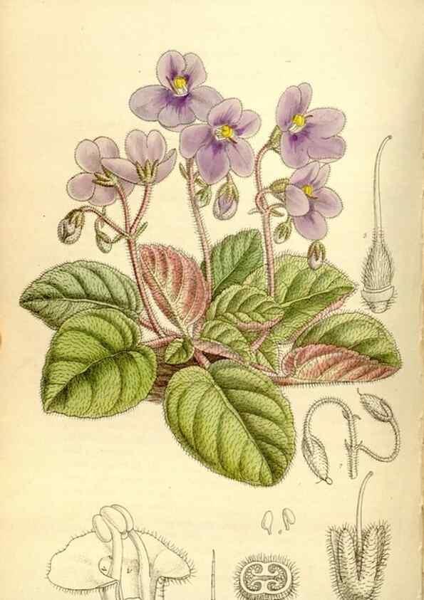 Reproducción/Reproduction 35051466800: Curtis's botanical magazine.. London ; New York [etc.] :Academic Press [etc.]