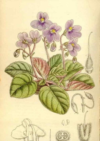 Reproducción/Reproduction 35051466800: Curtis's botanical magazine.. London ; New York [etc.] :Academic Press [etc.]