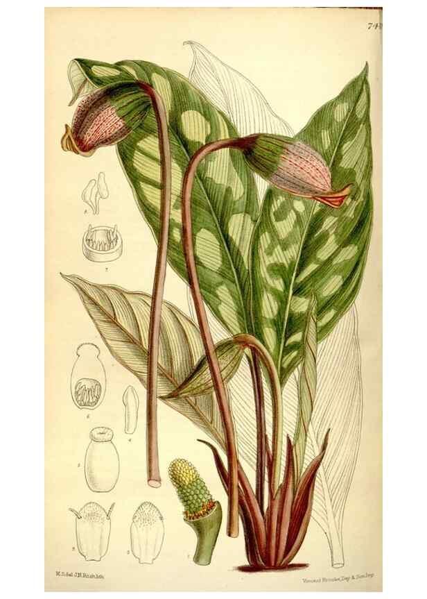 Reproducción/Reproduction 35271931592: Curtis's botanical magazine.. London ; New York [etc.] :Academic Press [etc.]