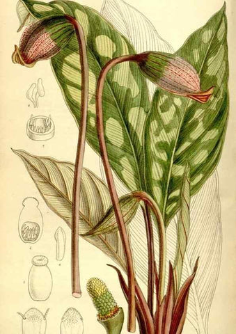 Reproducción/Reproduction 35271931592: Curtis's botanical magazine.. London ; New York [etc.] :Academic Press [etc.]