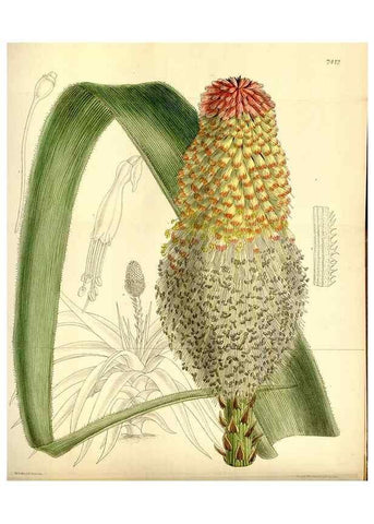 Reproducción/Reproduction 35271933232: Curtis's botanical magazine.. London ; New York [etc.] :Academic Press [etc.]
