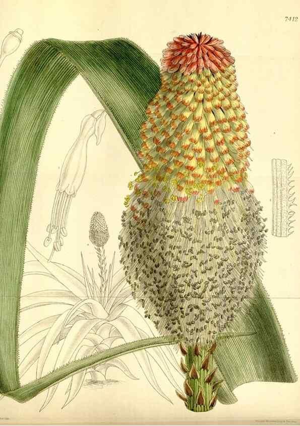 Reproducción/Reproduction 35271933232: Curtis's botanical magazine.. London ; New York [etc.] :Academic Press [etc.]