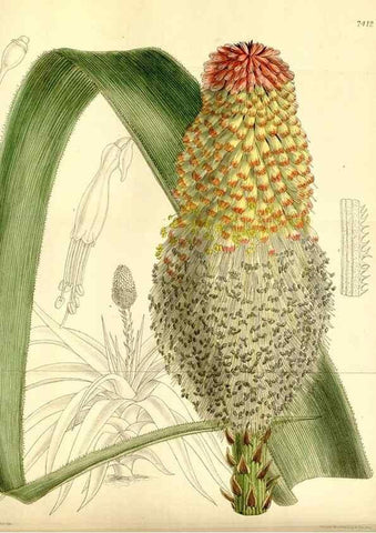 Reproducción/Reproduction 35271933232: Curtis's botanical magazine.. London ; New York [etc.] :Academic Press [etc.]