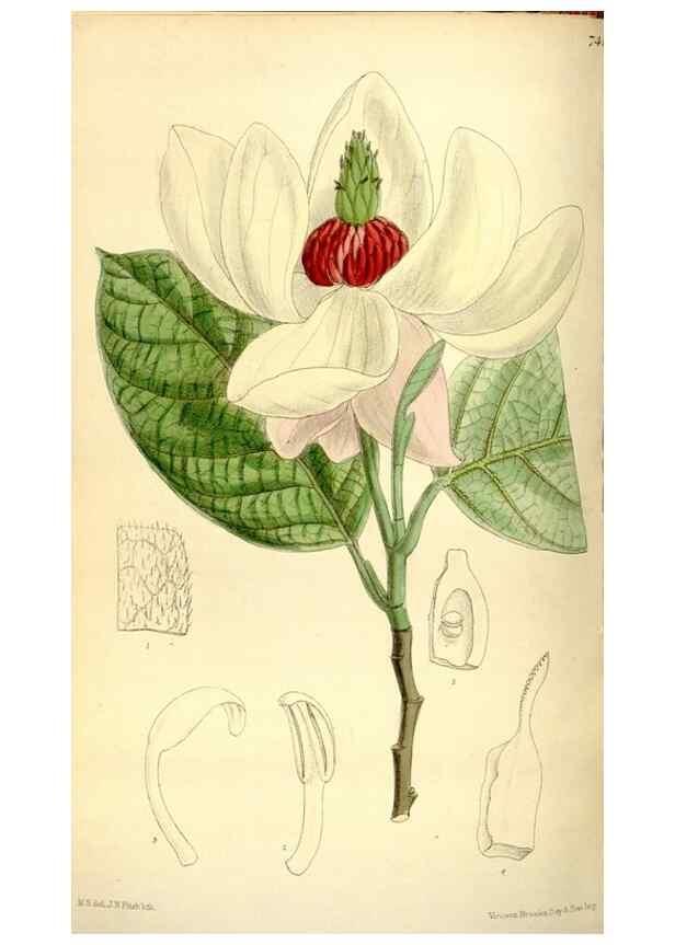 Reproducción/Reproduction 35271935732: Curtis's botanical magazine.. London ; New York [etc.] :Academic Press [etc.]