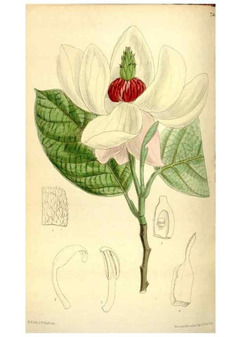 Reproducción/Reproduction 35271935732: Curtis's botanical magazine.. London ; New York [etc.] :Academic Press [etc.]