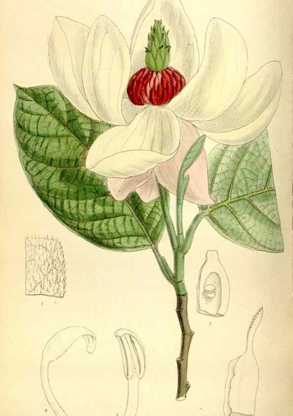 Reproducción/Reproduction 35271935732: Curtis's botanical magazine.. London ; New York [etc.] :Academic Press [etc.]