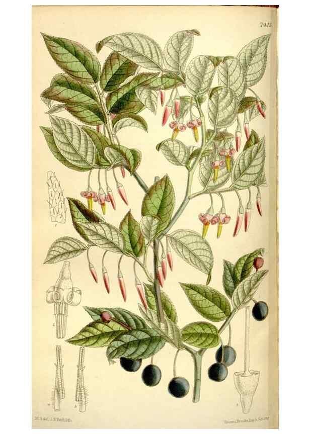 Reproducción/Reproduction 35271938552: Curtis's botanical magazine.. London ; New York [etc.] :Academic Press [etc.]