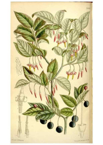 Reproducción/Reproduction 35271938552: Curtis's botanical magazine.. London ; New York [etc.] :Academic Press [etc.]