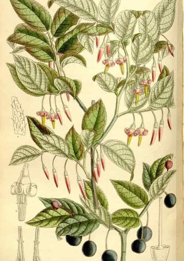 Reproducción/Reproduction 35271938552: Curtis's botanical magazine.. London ; New York [etc.] :Academic Press [etc.]