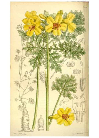 Reproducción/Reproduction 35271941712: Curtis's botanical magazine.. London ; New York [etc.] :Academic Press [etc.]