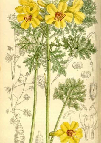 Reproducción/Reproduction 35271941712: Curtis's botanical magazine.. London ; New York [etc.] :Academic Press [etc.]